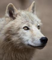 A Safehaven for Kin and Therian — [ Witchy Timber Wolf Therian